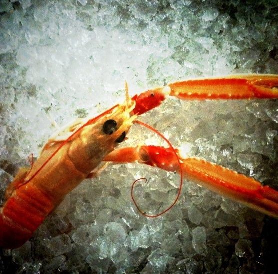 Une langoustine posée sur la glace